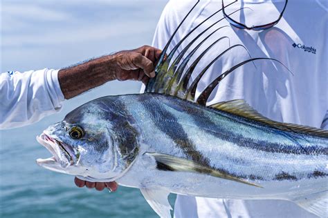 rooster fish|Roosterfish .